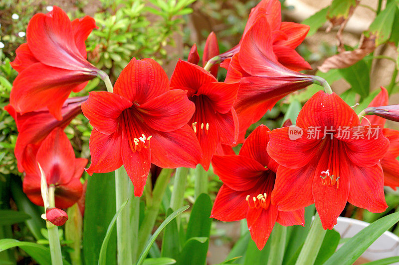 孤挺花/ Hippeastrum